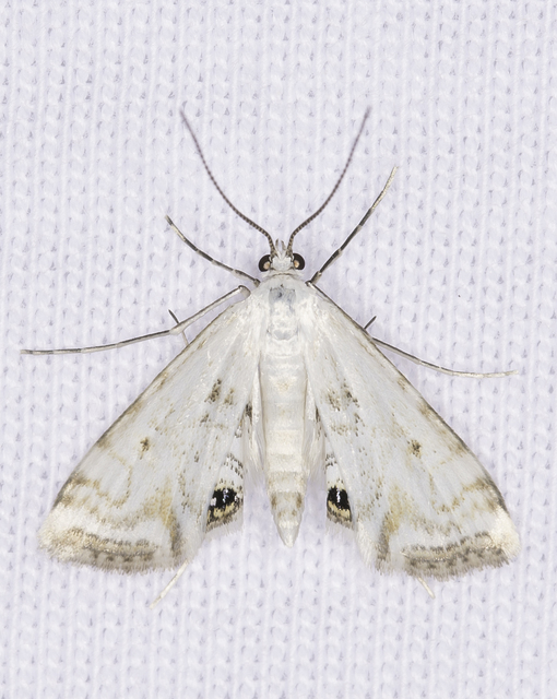 Cataclysta lemnata - békalencsemoly