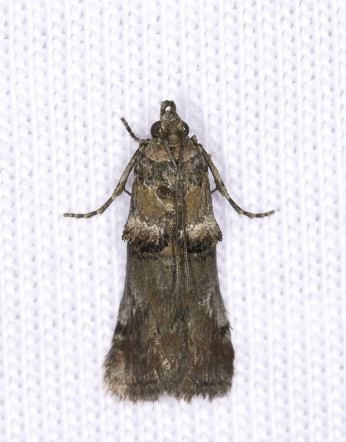 Trachonitis cristella - bokorrágó karcsúmoly