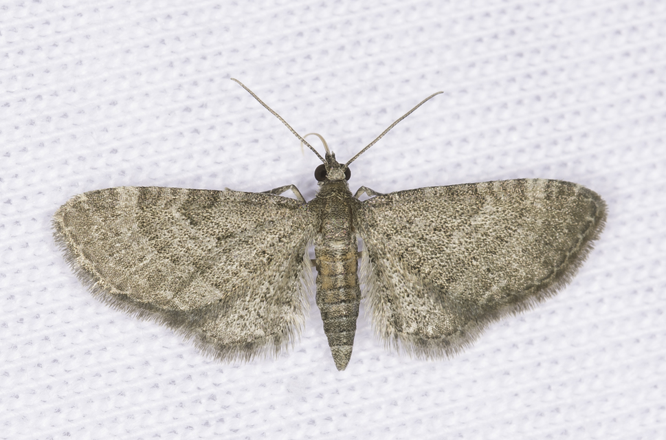Eupithecia haworthiata - rozsdástestű törpearaszoló