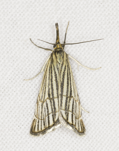 Chrysocramboides craterella - rácsos fűgyökérmoly