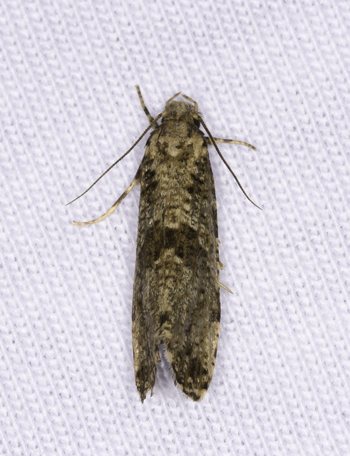 Nemapogon