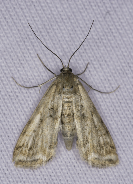Cataclysta lemnata - békalencsemoly