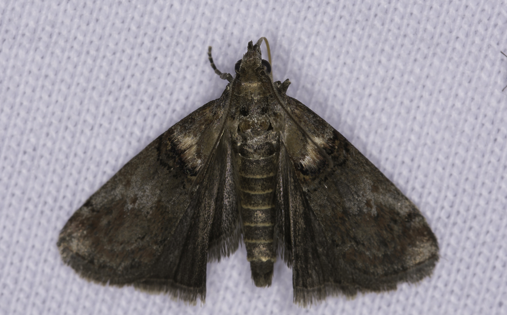 Trachonitis cristella - bokorrágó karcsúmoly