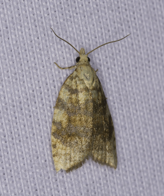 Aleimma loeflingiana - tölgylevél-sodrómoly Aleimma loeflingiana - tölgylevél-sodrómoly