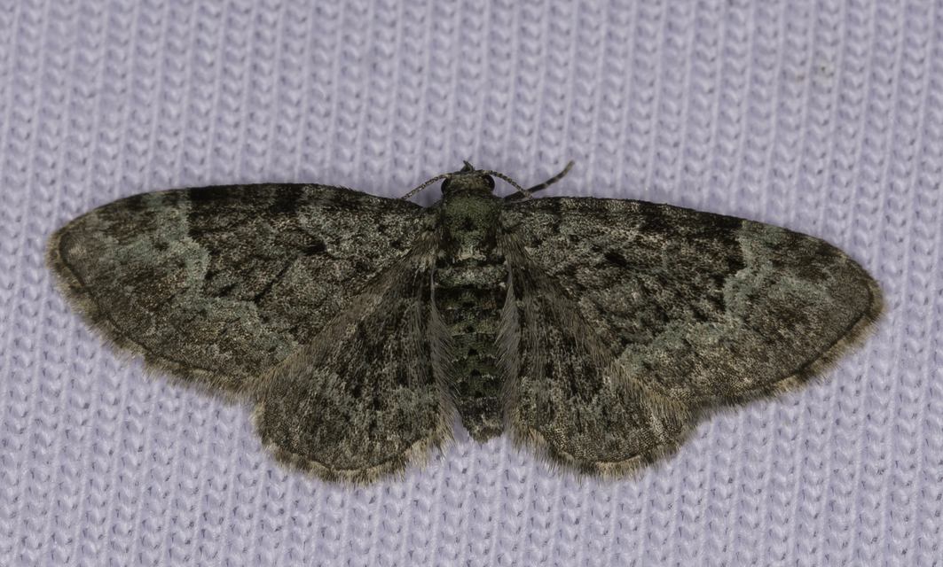 Pasiphila rectangulata - almavirág-araszoló