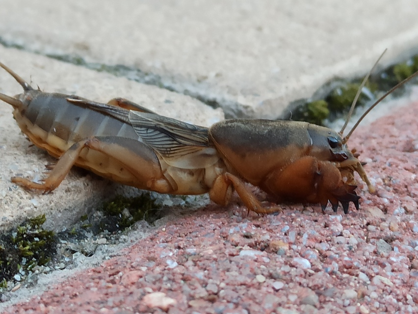 Gryllotalpa