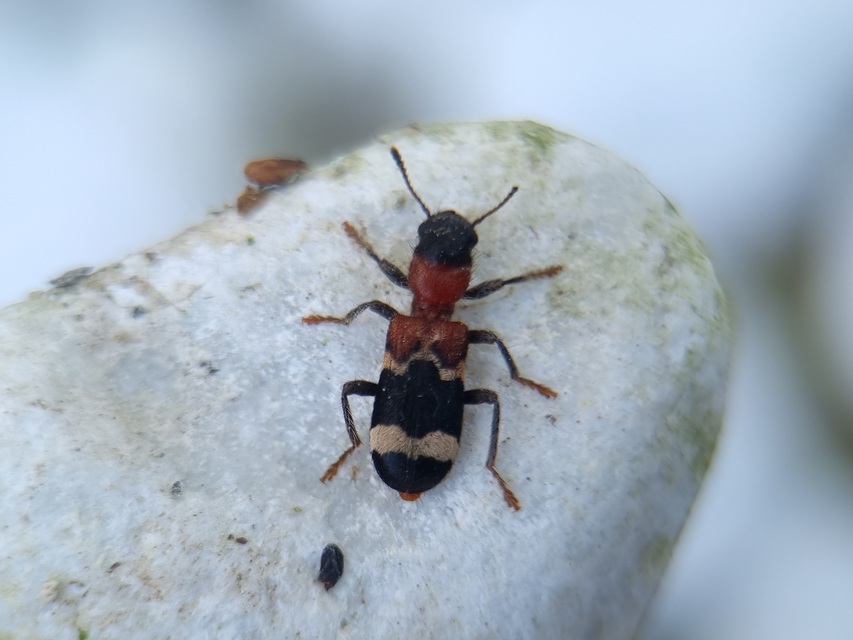 Thanasimus formicarius - vörösnyakú szúfarkas