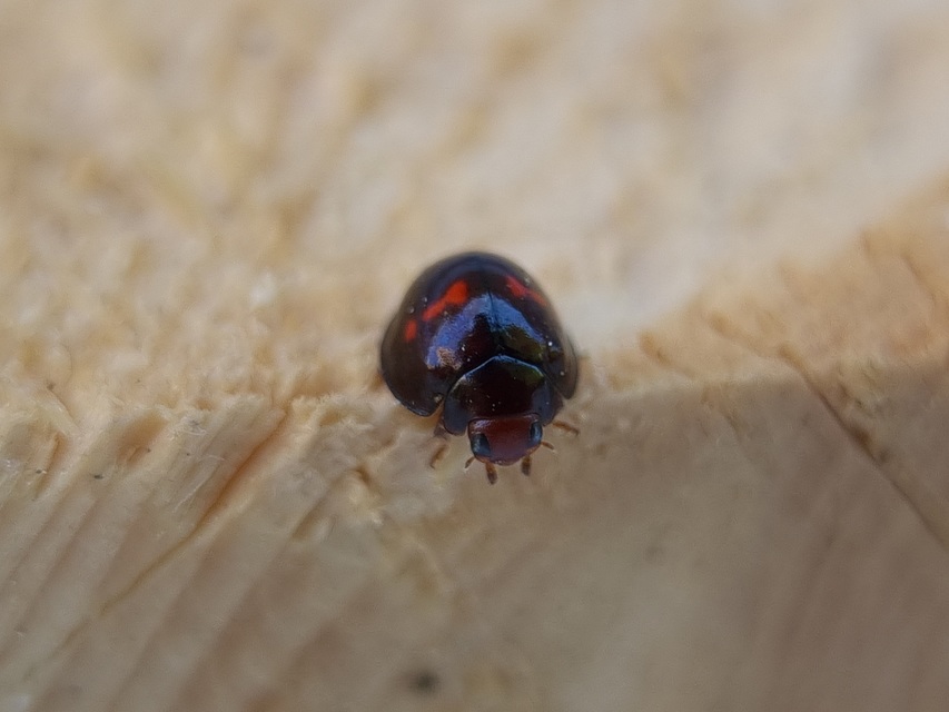 Chilocorus bipustulatus - szalagos szerecsenkata