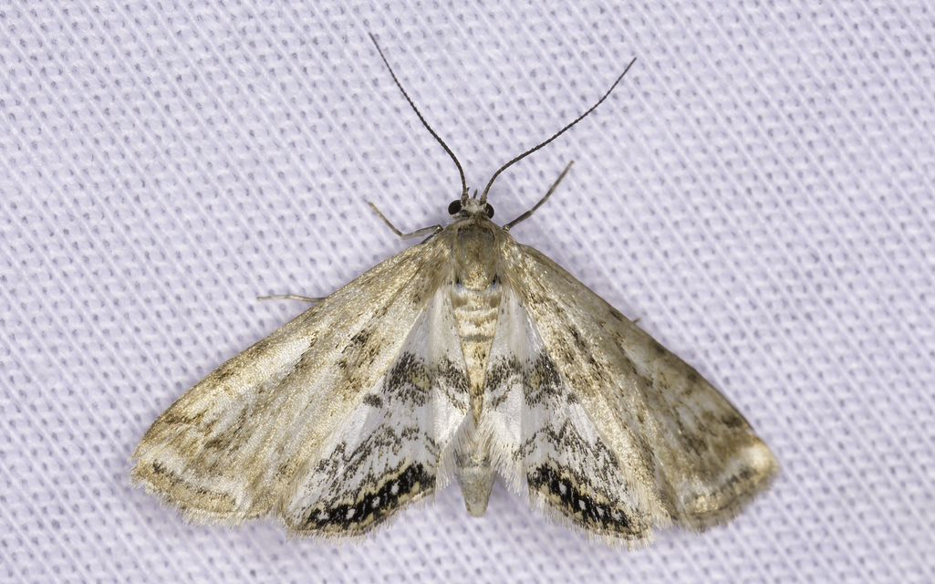 Cataclysta lemnata - békalencsemoly