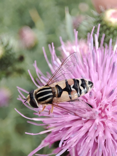 Helophilus trivittatus - nagy mocsárilégy