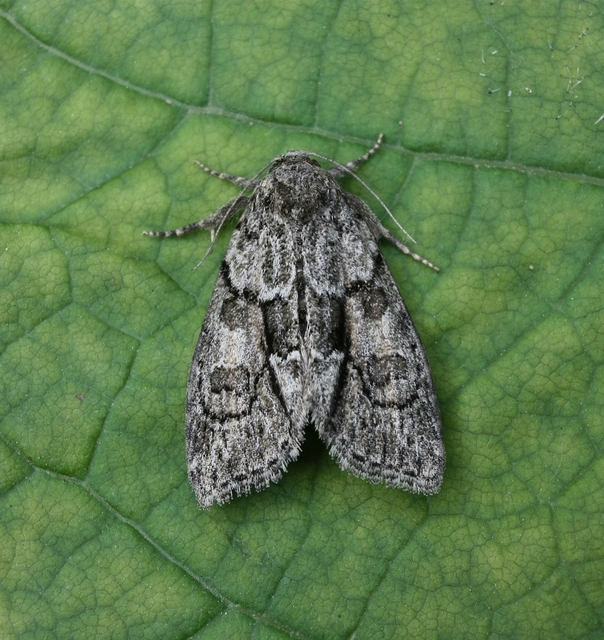 Cryphia fraudatricula - homoki zuzmóbagoly