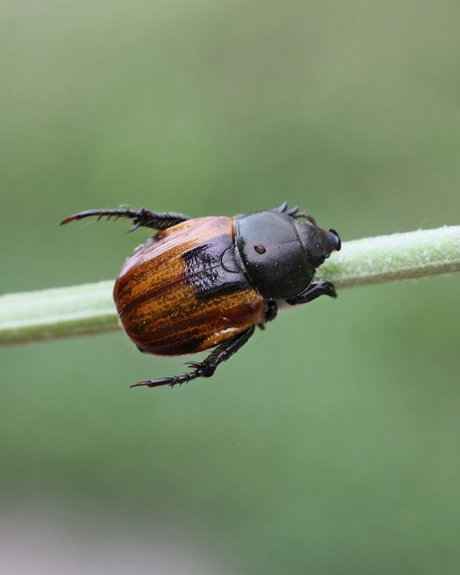 Anisoplia austriaca - osztrák szipoly