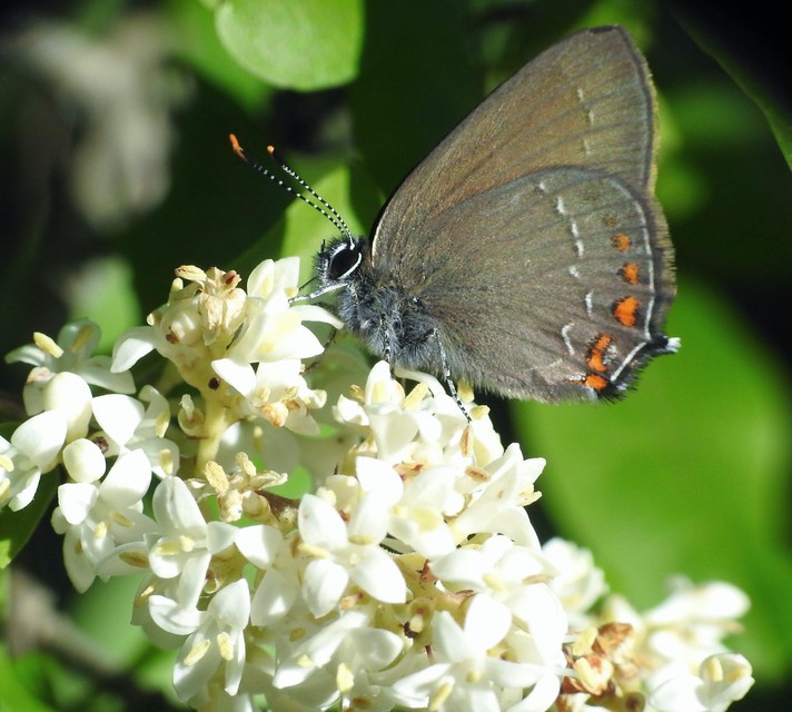 Satyrium ilicis - tölgyfa-csücsköslepke