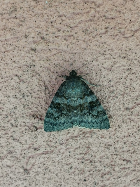 Catocala elocata - közönséges övesbagoly