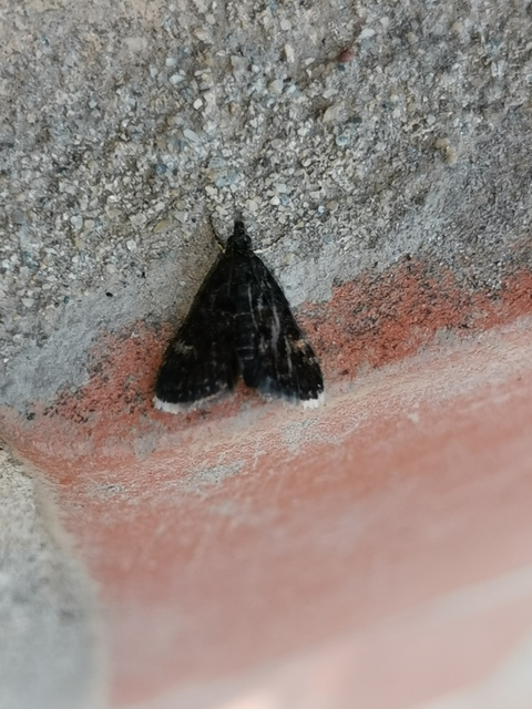 Heliothela wulfeniana - fényes kormosmoly