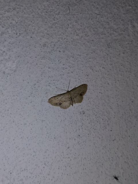 Idaea dimidiata - gyakori apróaraszoló