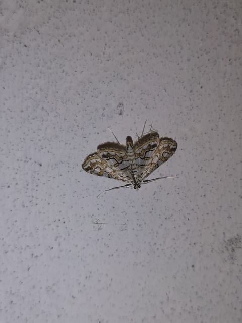 Elophila nymphaeata - tarka vízimoly
