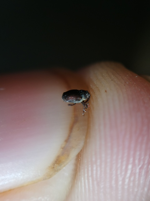 Oprohinus consputus - hamvas hagymaormányos