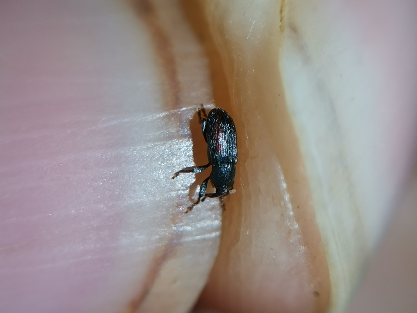 Tychius cuprifer - rezesbarna tímárormányos