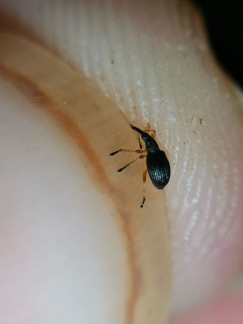 Protapion fulvipes - vadhere-cickányormányos Protapion fulvipes - vadhere-cickányormányos