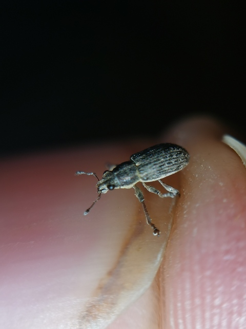 Mesagroicus obscurus - dülledtszemű libatopormányos
