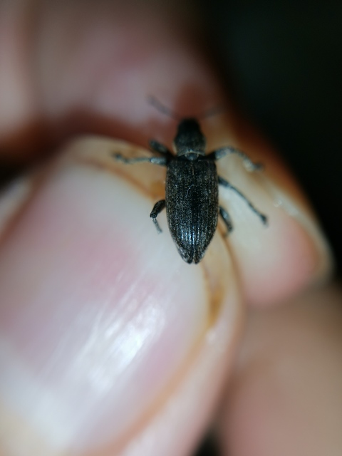 Tanymecus palliatus - közönséges hegyesfarúbarkó