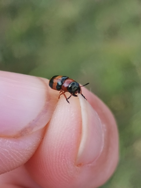 Coptocephala unifasciata - sárgalábú hullóbogár