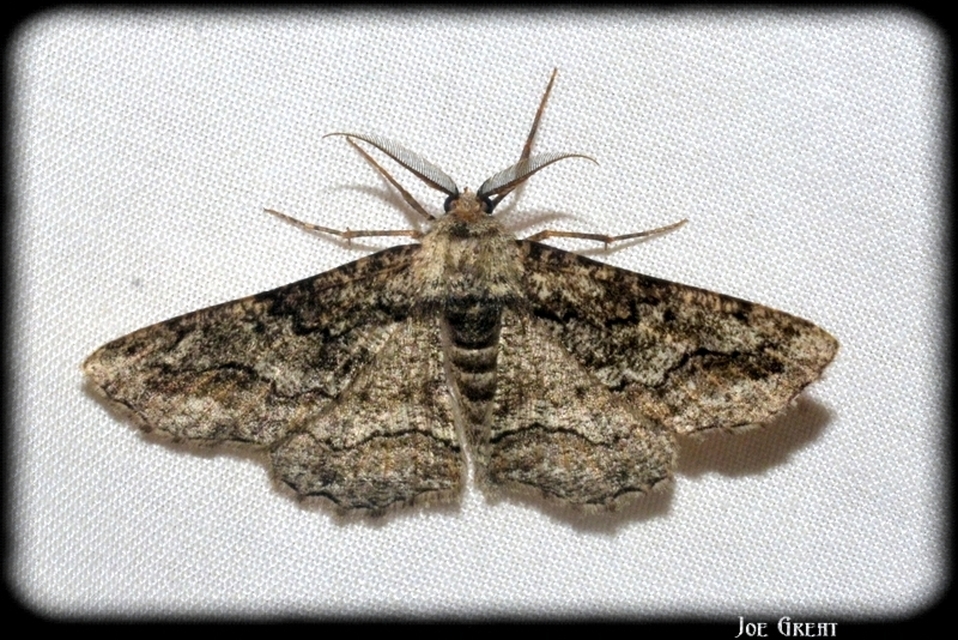 Synopsia sociaria - ürömaraszoló
