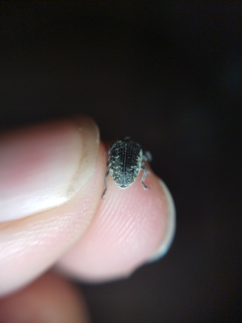 Larinus turbinatus - kúposorrú púderbarkó