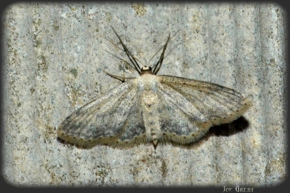 Idaea seriata - szürke apróaraszoló