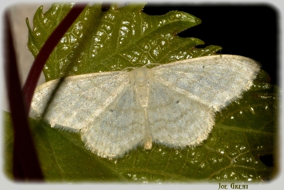 Idaea subsericeata - ötvonalas apróaraszoló
