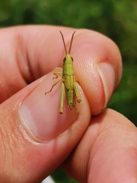 Pseudochorthippus parallelus - közönséges rétisáska