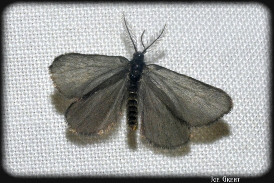 Psychidae - csőzsákos-molyfélék