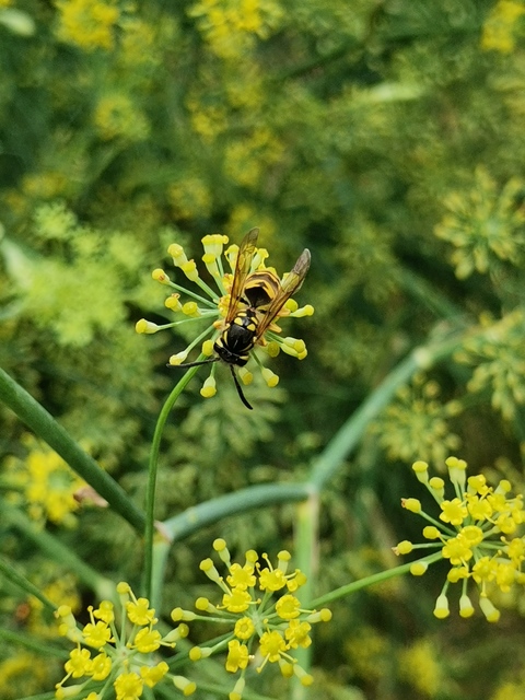 Vespula germanica - német darázs