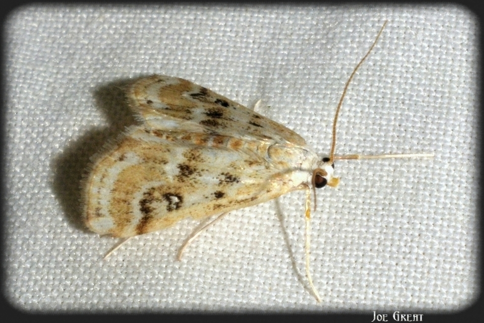 Parapoynx stratiotata - közönséges vízimoly