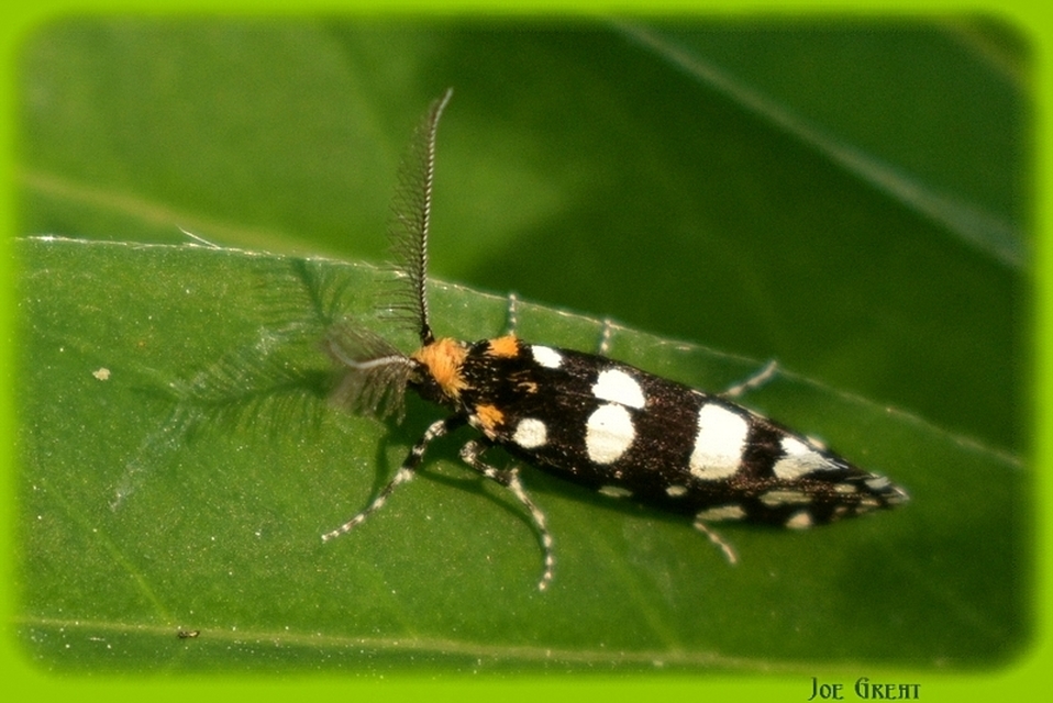 Euplocamus anthracinalis - fésűscsápú korhadékmoly