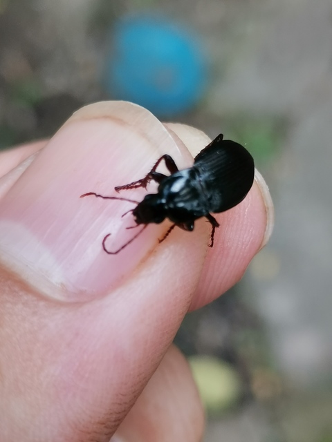 Calathus fuscipes - sokpontos tarfutó