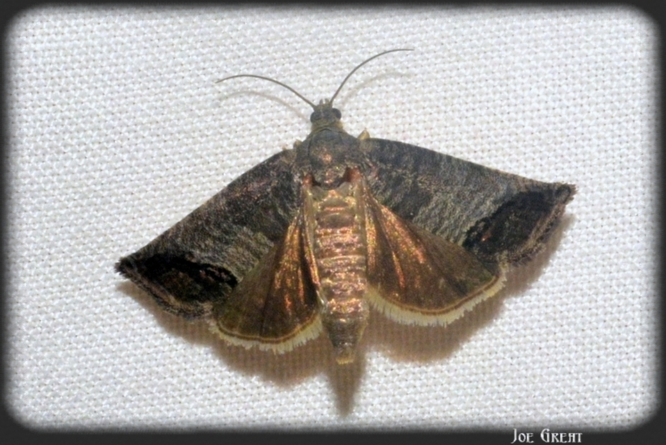 Cydia pomonella - almamoly