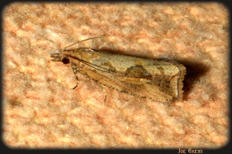 Endothenia quadrimaculana - mocsári tükrösmoly
