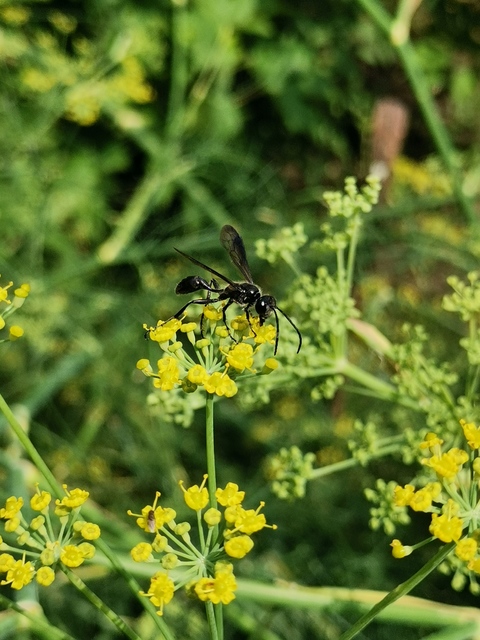 Isodontia mexicana - mexikói fűdarázs