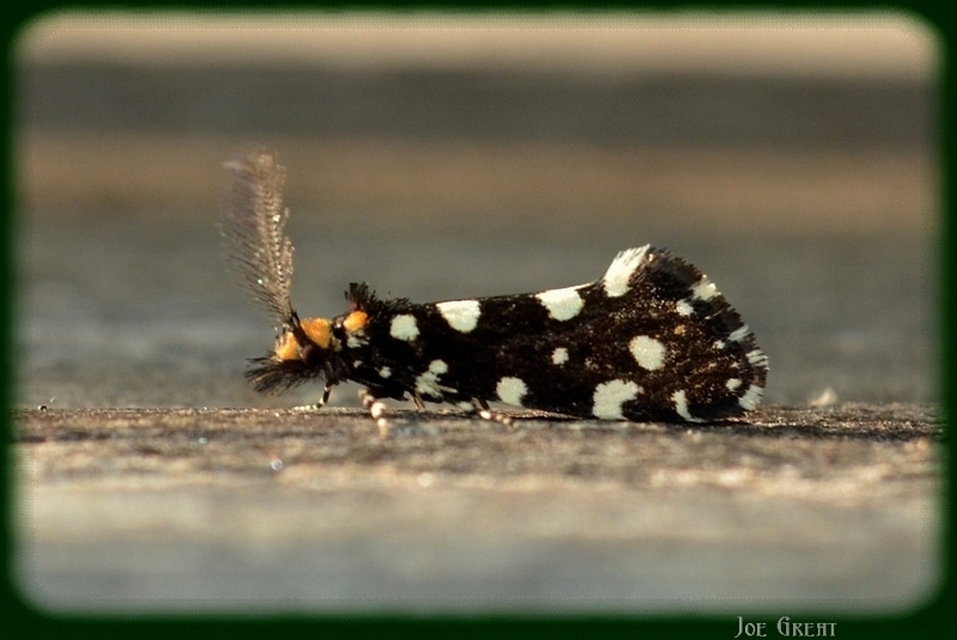 Euplocamus anthracinalis - fésűscsápú korhadékmoly