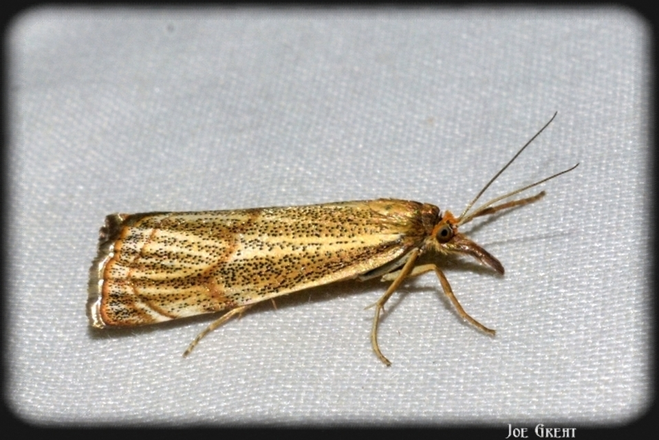 Thisanotia chrysonuchella - tavaszi fűgyökérmoly