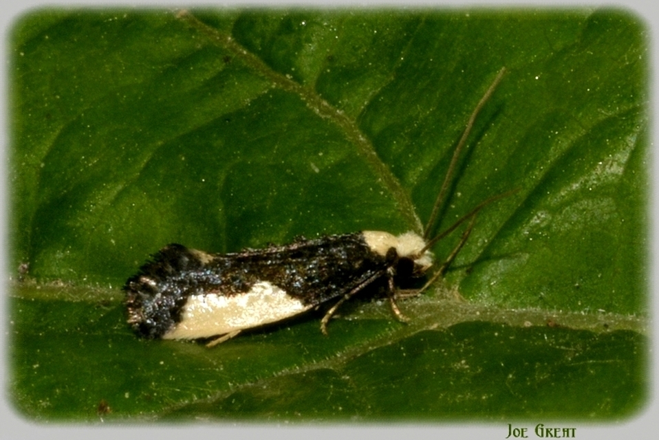 Monopis monachella - apácamoly