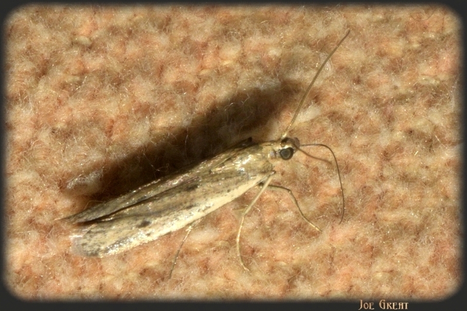 Pyralidae - fényiloncák