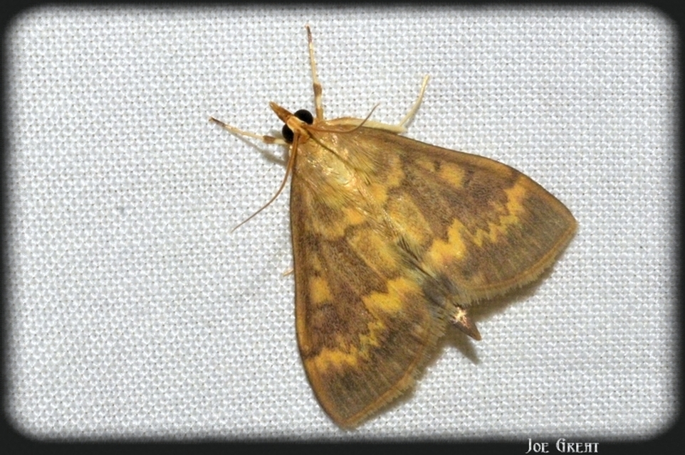 Ostrinia nubilalis - kukoricamoly