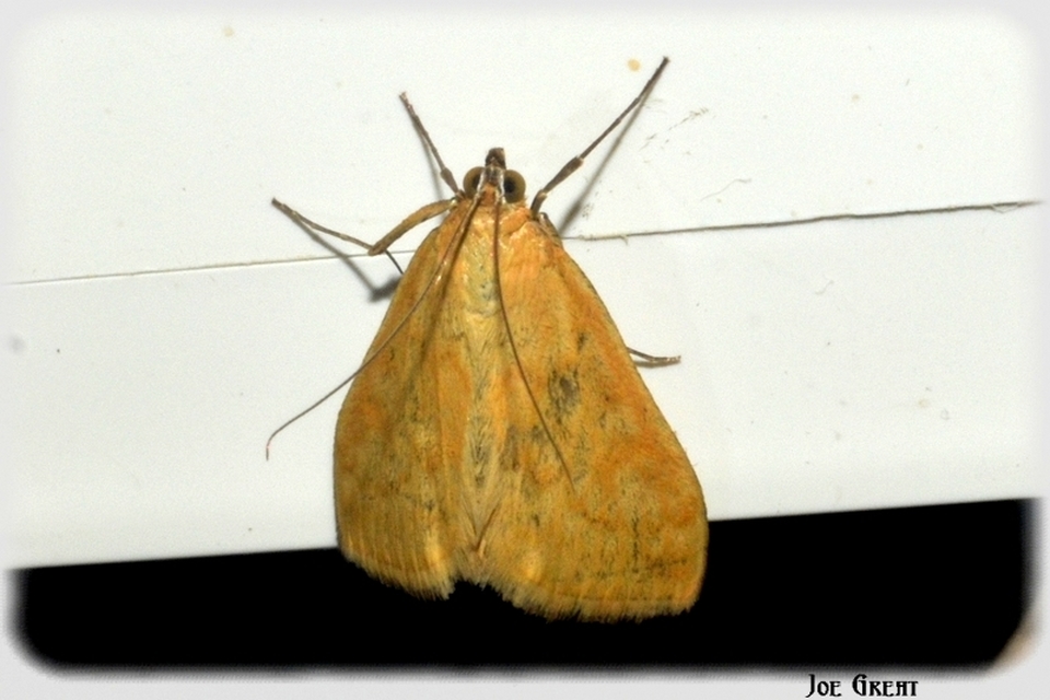 Sitochroa verticalis - világossárga dudvamoly