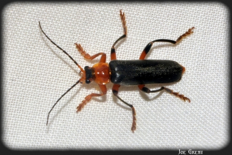 Cantharis livida - mezei lágybogár