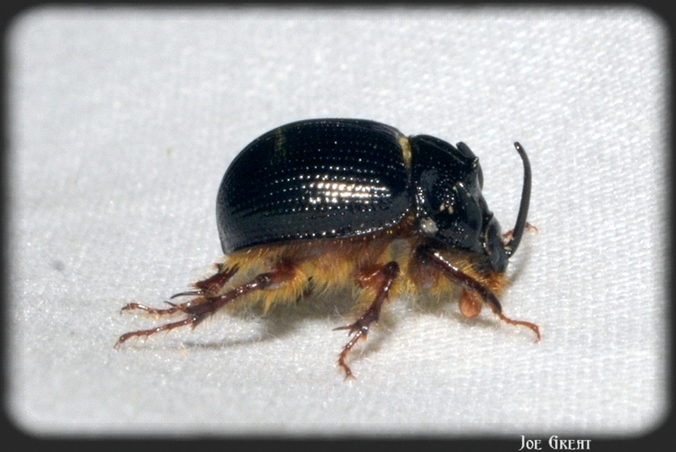 Odonteus armiger - mozgószarvú álganéjtúró