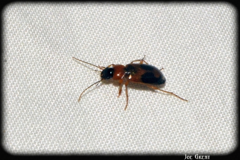 Carabidae - futóbogárfélék