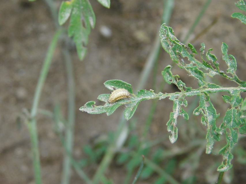 Ophraella communa - parlagfű-olajosbogár